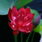 20 Red Lotus Flower Seeds Gorgeous Nelumbo Aquatic Plants