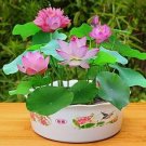 20 Purple Potted Lotus Flower Seeds Gorgeous Nelumbo Aquatic Plants Water Lily