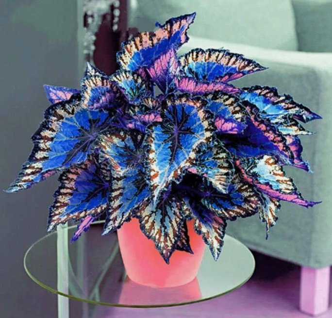 100 Multicolour Coleus Seeds Coleus Blumei Garden Flower Seed