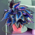 100 Multicolour Coleus Seeds Coleus Blumei Garden Flower Seed