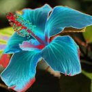 50 Neo Blue Hibiscus Seeds Hibiscus Rosa-sinensis Garden Flowers Seed
