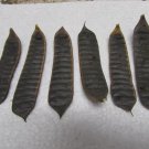 10 POPCORN CASSIA 'SEED PODS'(SENNA DIDYMOBOTRYA)-Leaves Popcorn Smell Butterfly