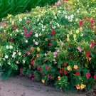 Giant four o'clocks 10 seeds (Mirabilis multiflora)
