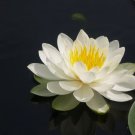 Bareroot | Nymphaea odorata | White Water Lily | Live Plant | Fully Grown