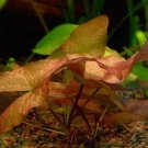 Red Water Lily Tiger Lotus Nymphaea Zenkeri Aquarium Plants