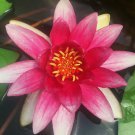 FREE SHIPPING WATER LILY ATRACTION RED TUBER - Live Plants