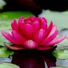 LOTUS colorful water Lily Aquarium Plant seeds bulb Easy grow
