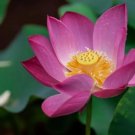 Dwarf Purple Potted Lotus Live Plants Gorgeous Nelumbo Aquatic Water Lily Garden