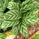 100 Potted Flowers Calathea Seeds Green Beautiful Leaves