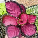 25 Seeds Pink Rosy Calathea Couture Flower Indoor or Outdoor Beautiful Plant