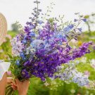 200 Seeds Rocket Larkspur Delphinium TALL MIX Wild Cut-Flowers Pressing
