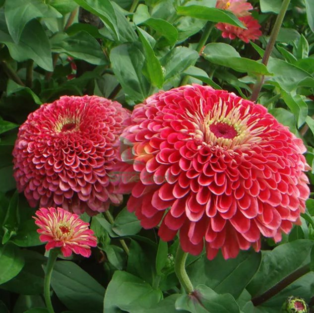 Double-Flowered Zinnia Seeds &acirc;�� Vivid Pink, Elegant Annual Blooms for Garden Borders & Cut Flowers