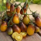 50 Seeds Indigo Pear Drops Tomato Heirloom Vegetable Tomatoe Garden Edible