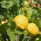 5 Limone Costa d'Amalfi Lemon Seeds for Garden Planting