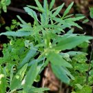 25 Pipicha Seeds (Porophyllum linaria) Pipitza, Organic Heirloom Chepiche