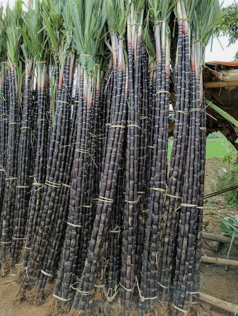 1 Pack 150 Black Sugar Cane Seeds Sugarcane Organic Saccharum