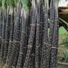 1 Pack 150 Black Sugar Cane Seeds Sugarcane Organic Saccharum