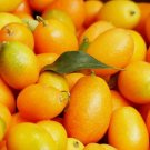 Nagami Kumquat - 12 Seeds 2024