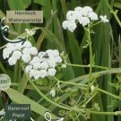 Sium suave | Hemlock Waterparsnip | Bareroot | Live Plant | Freshly Collected