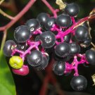 Poison Inkberry Bush Seeds - 25 Seeds-Variegated