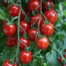 10 Seeds Apero Tomato Heirloom Vegetable Tomatoe Garden Edible