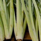 Bianco Avorio Cardoon Seeds | Heirloom - Non-GMO 20 seeds