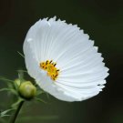 Bulk Cosmos Seeds - Cupcake White