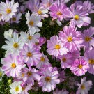 Bulk Cosmos Seeds - Apollo Lovesong