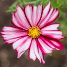 Bulk Cosmos Seeds - Velouette