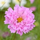 Bulk Cosmos Seeds - Double Click - Rose Bon Bon