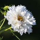 Bulk Cosmos Seeds - Double Click - White Knight