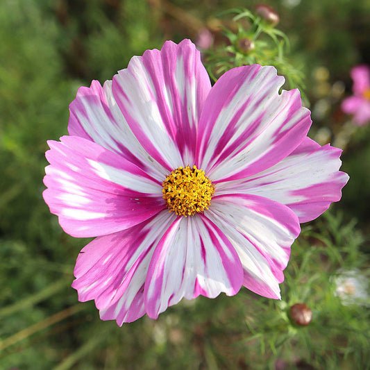 Bulk Cosmos Seeds - Rosetta