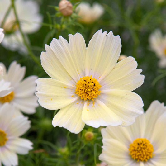 Bulk Cosmos Seeds - Lemonade