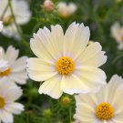 Bulk Cosmos Seeds - Lemonade