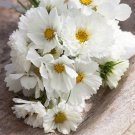 Bulk Cosmos Seeds - White Mix