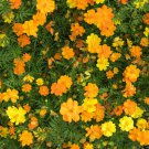 Bulk Sulphur Cosmos Seeds - Sulphur Carpet Mix