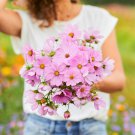 Bulk Cosmos Seeds - Pinkie