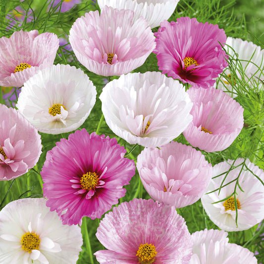 Bulk Cosmos Seeds - Cupcake Mix