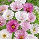 Bulk Cosmos Seeds - Cupcake Mix