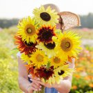 Bulk Sunflower Seeds - Formula Mix