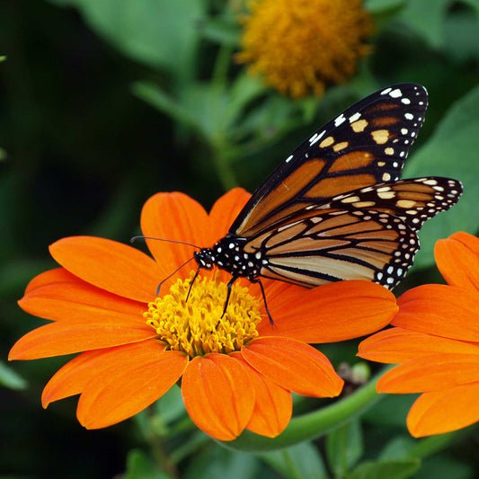 Bulk Mexican Sunflower Seeds - Torch