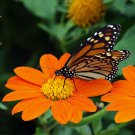 Bulk Mexican Sunflower Seeds - Torch