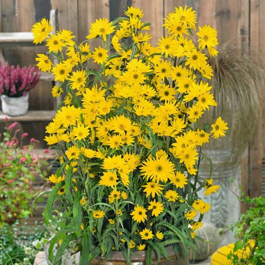Bulk Sunflower Seeds - Maximilian