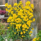 Bulk Sunflower Seeds - Maximilian