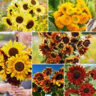 Bulk Here Comes The Sun - Sunflower Mix
