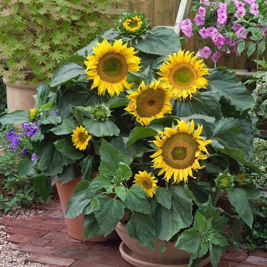 Bulk Sunflower Seeds (Dwarf) - Sunspot