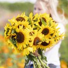 Bulk Sunflower Seeds - Henry Wilde