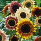 Bulk Sunflower Seeds - Evening Colors
