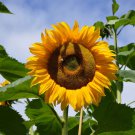 Bulk Sunflower Seeds (Organic) - Mammoth Grey-Stripe
