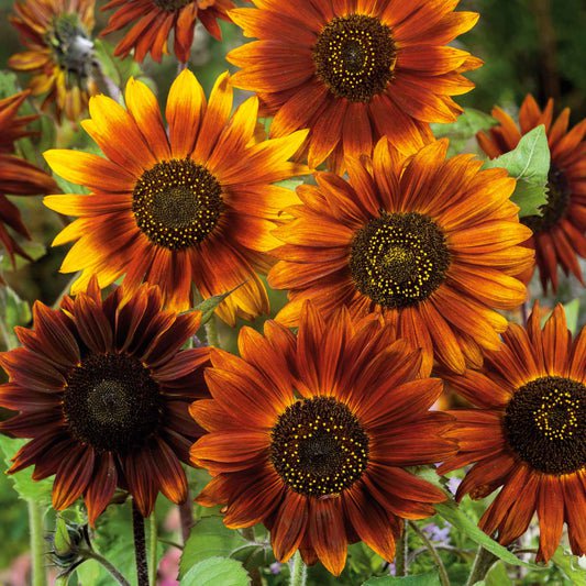 Bulk Sunflower Seeds - Earthwalker